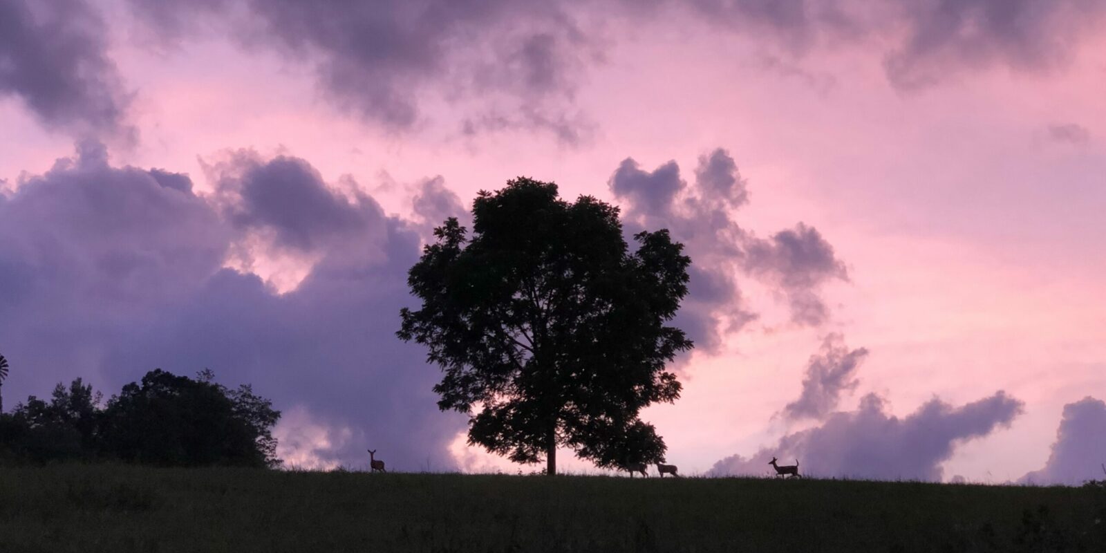 Whitetail Deer under a Black Walnut Tree (within sight of the dome)