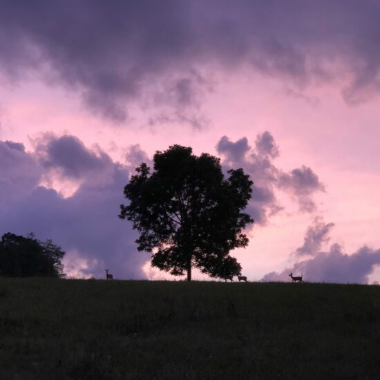 Whitetail Deer under a Black Walnut Tree (within sight of the dome)