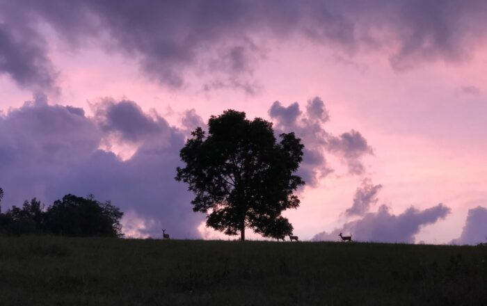 Whitetail Deer under a Black Walnut Tree (within sight of the dome)