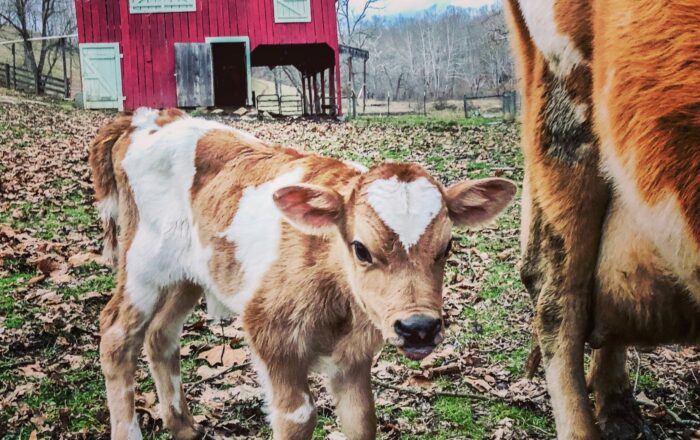 Farm Baby