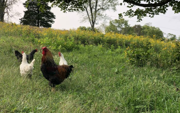 Farm Fresh Eggs