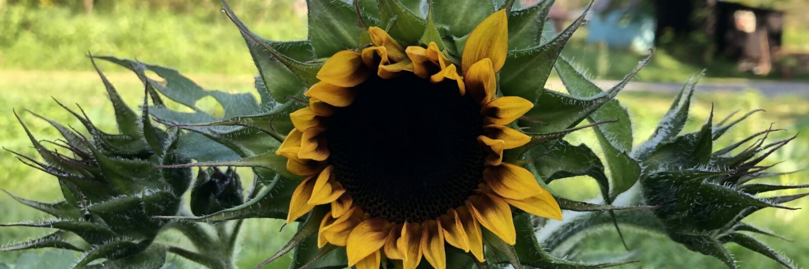 Glamping Sunflowers