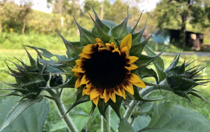 Glamping Sunflowers