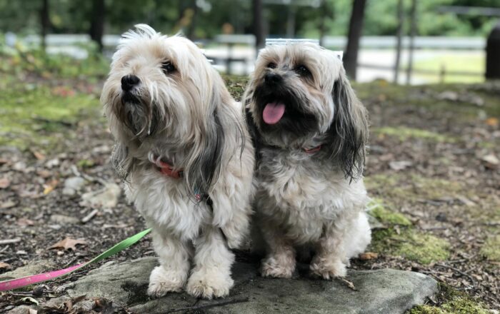 Pet Friendly Glamping