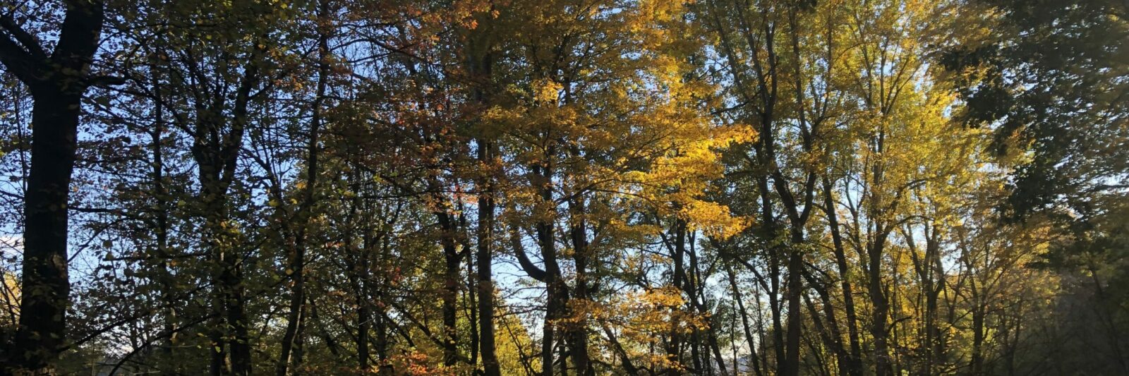 Scenic Drives in Fall